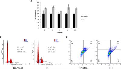 Periodontal Pathogens Promote Oral Squamous Cell Carcinoma by Regulating ATR and NLRP3 Inflammasome